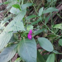 Dicliptera foetida (Forssk.) Blatt.